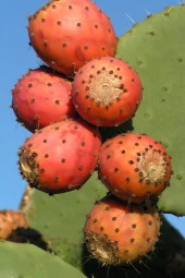 Dikenli Incir, Frenk Inciri Tohumu / 5 Adet Tohum thumbnail 1