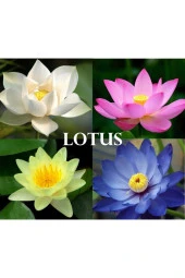 4 Renk Karışık Lotus Çiçeği Tohumu Tropikal Çiçek Tohumları (2 Adet Tohum) - 2