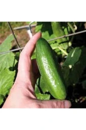 50 Adet Tohum Yerli Çengelköy Salatalık Tohumu Mis Kokulu Erkenci Köy Salatalık Tohumu Sürpriz Tohum thumbnail 1