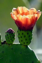 Dikenli Incir, Frenk Inciri Tohumu / 5 Adet Tohum thumbnail 3