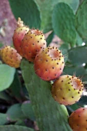 Dikenli Incir, Frenk Inciri Tohumu / 5 Adet Tohum thumbnail 4