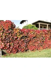 Sarmaşık Çiçek Tohumu - 1