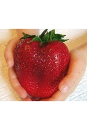 Dev Çilek Tohumu Tropikal Meyve Tohumları (10 Adet Tohum) - 1