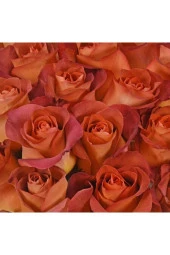 Aşk Gülü Tohumu Çiçek Tohumları (10 Adet Tohum) - 1