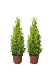 Ithal Bodur Limon Selvi Bonzai Ağacı Tohumu 5 Tohum Bonsai Tohumu thumbnail 1