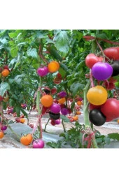 Gökkuşağı Cherry Domates Tohumu Regarenk Domates Tohumu 10 Tohum + Saksı Toprak - 1