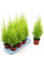 Ithal Bodur Limon Selvi Bonzai Ağacı Tohumu 5 Tohum Bonsai Tohumu thumbnail 2