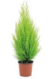 Ithal Bodur Limon Selvi Bonzai Ağacı Tohumu 5 Tohum Bonsai Tohumu thumbnail 3