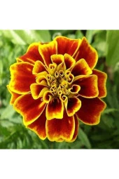 Kadife Çiçeği Tohumu 15 Adet Tohum Kadife Çiçek Tohumu thumbnail 1