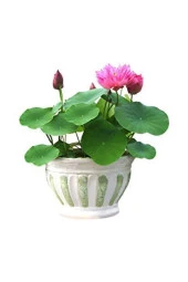 Eko Paket 5 Adet Tohum Nadir Ithal Kutsal Lotus Tohumu Nilüfer Çiçeği - 1