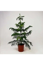 Nadir Ithal Bodur Arokarya Ağacı Tohumu 15 Tohum Salon Çamı Tohumu thumbnail 2