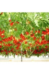 Nadir Italyan Domates Ağacı Tohumu Domates Tohumu 50 Tohum - 1