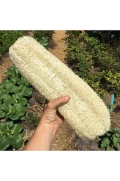 Eko Paket 20 Adet Tohum Nadir Ithal Lif Kabağı Tohumu Kabak Tohumu thumbnail 2