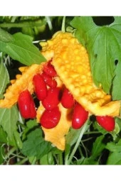 Süper Paket 25 Tohum Nadir Ithal Kudret Narı Tohumu Cennet Meyvesi thumbnail 3