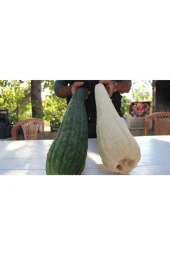 Eko Paket 20 Adet Tohum Nadir Ithal Lif Kabağı Tohumu Kabak Tohumu thumbnail 3