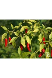 4 Mevsim Yediveren Çilek Tohumu Ekim Seti Saksı Toprak 10 Adet Tohum Kombin - 1