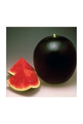 Süper Paket 300 Adet Tohum Ithal Nadir Halep Karası Karpuz Tohumu Halep Karpuzu thumbnail 3