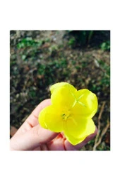 Süper Paket 100 Adet Tohum Ezan Çiçeği Tohumu Gece Mumu Tohumu thumbnail 2