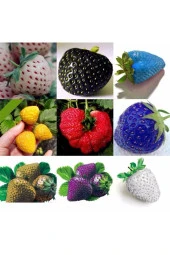 Tohumculuk 9 Farklı Renkte Çilek Tohumu 20 Adet Tohum - 2