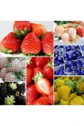 Tohumculuk 9 Farklı Renkte Çilek Tohumu 20 Adet Tohum - 3