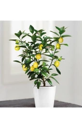 Nadir Ithal Limon Bonzai Ağacı Tohumu 10 Tohum Bonsai Tohumu - 1