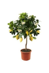 Nadir Ithal Limon Bonzai Ağacı Tohumu 10 Tohum Bonsai Tohumu - 3