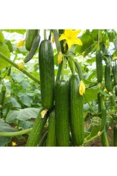 Bol Verimli Erkenci Badem Salatalık Tohumu 50 Adet Tohum - 1