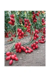 Zeytin Cherry Domates Tohumu Ortalama 25+ Tohum - 1