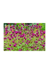 Hanım Düğmesi Çiçeği Ekim Seti 5 Adet Tohum Saksı Toprak Çiçek Tohumu Kombin - 1