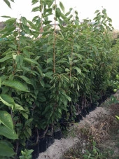 TÜPLÜ 4 YAŞ NAPOLYON ZİRAAT 900 KİRAZ FİDANI BOY 180-200 CM thumbnail 2