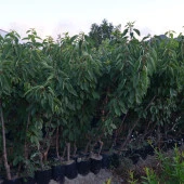 TÜPLÜ 4 YAŞ NAPOLYON ZİRAAT 900 KİRAZ FİDANI BOY 180-200 CM thumbnail 3