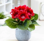 Bardak Menekşesi Tohumu ( Katmerli Büyük Çiçek ) Kırmızı Renkli - 5 Tohum - 1