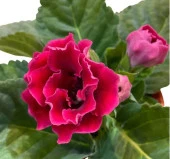 Bardak Menekşesi Tohumu ( Katmerli Büyük Çiçek ) Kırmızı Renkli - 5 Tohum - 2