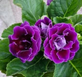 Bardak Menekşesi Tohumu ( Katmerli Büyük Çiçek ) Mor Renkli - 5 Tohum - 2