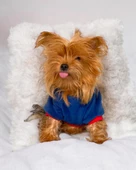 Neo Tommie Kapşonlu Köpek Sweatshirt Köpek Kıyafeti Köpek Elbisesi - 6