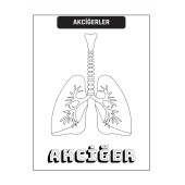 Çocuklar İçin ANATOMİ Boyama Kitap Seti (2 Süper Kitap) - 3