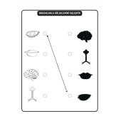 Çocuklar İçin ANATOMİ Boyama Kitap Seti (2 Süper Kitap) - 6