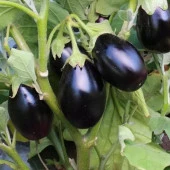 Koyu Mor Kamo Patlıcan Tohumu(15 tohum) - 1