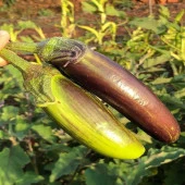 Bangladeshi Long Patlıcan Tohumu(15 tohum) - 1