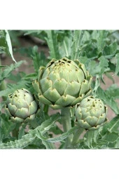 Enginar Tohumu thumbnail 1