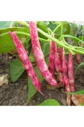 Barbunya Ala Tohumu thumbnail 1