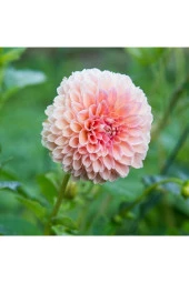 10 Adet A Pembe Renk Dahlia (yıldız Çiçeği) Tohumu + 10 Adet Hediye Karışık Renk Gül Tohumu thumbnail 1