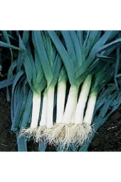 Pırasa Tohumu thumbnail 1