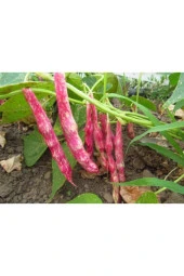 Barbunya Ala Tohumu thumbnail 2