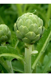 Enginar Tohumu thumbnail 2