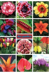 10 Adet A Pembe Renk Dahlia (yıldız Çiçeği) Tohumu + 10 Adet Hediye Karışık Renk Gül Tohumu thumbnail 2