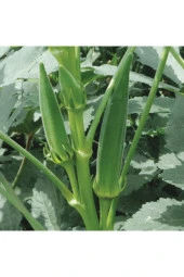 Bamya Tohumu thumbnail 2