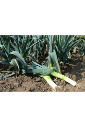 Pırasa Tohumu thumbnail 2