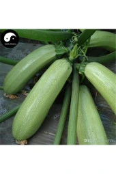 Beyaz Kabak - Sakız Kabak Tohumu thumbnail 3