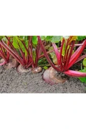 Kırmızı Pancar Tohumu thumbnail 3